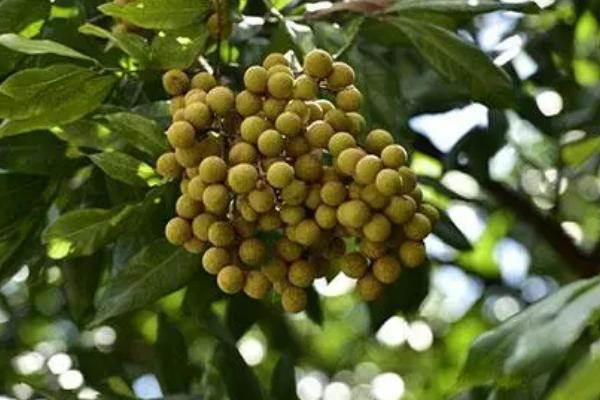 如何防治龙眼灰斑病,集中烧毁病枝病叶可减少菌源