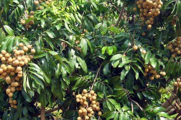 如何防治龙眼灰斑病,集中烧毁病枝病叶可减少菌源