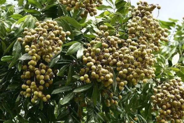 如何防治龙眼灰斑病,集中烧毁病枝病叶可减少菌源