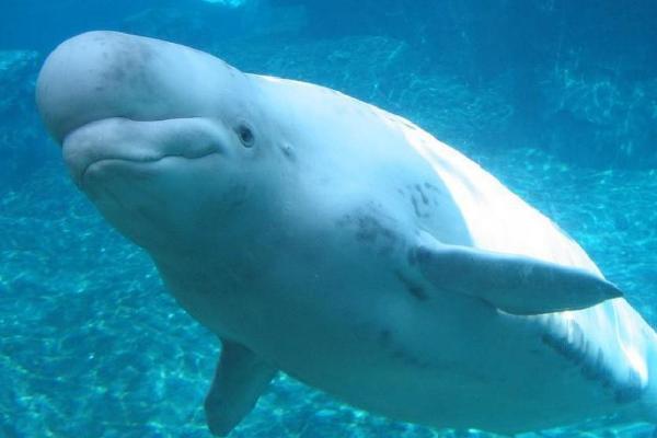 白鲸怎么繁殖后代,是体内受精的繁殖方式