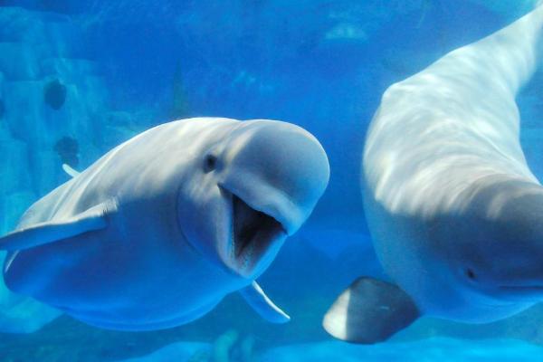 白鲸怎么繁殖后代,是体内受精的繁殖方式