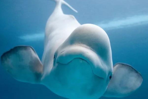 白鲸怎么繁殖后代,是体内受精的繁殖方式