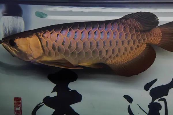 金龙鱼鳞片掉了多久能长好,需要1-2个月的时间