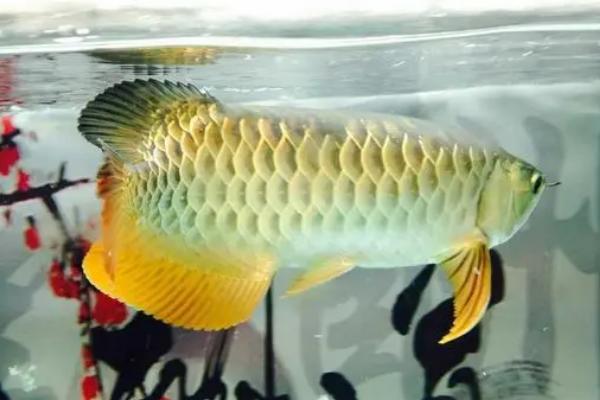 金龙鱼鳞片掉了多久能长好,需要1-2个月的时间