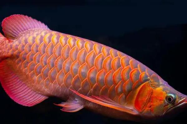 金龙鱼鳞片掉了多久能长好,需要1-2个月的时间