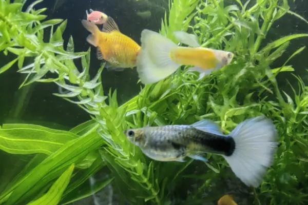 孔雀鱼在角落里不动的原因,水温过低、临近生产时会减少活动量