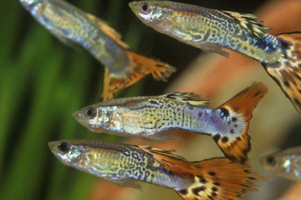 孔雀鱼在角落里不动的原因,水温过低、临近生产时会减少活动量