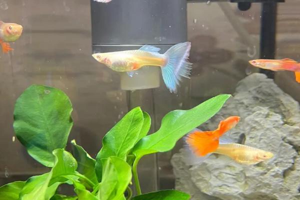 孔雀鱼在角落里不动的原因,水温过低、临近生产时会减少活动量