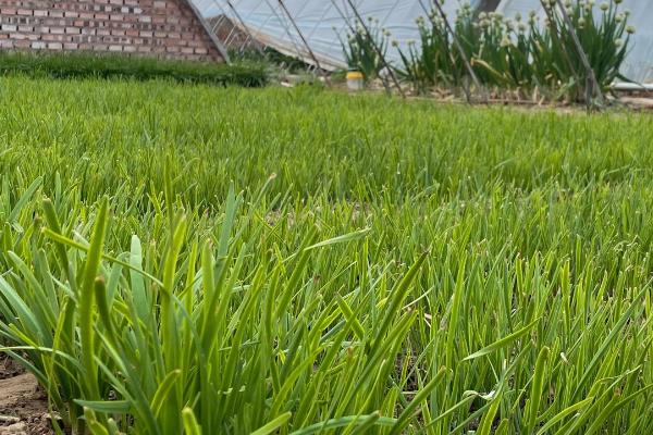 韭菜不出苗怎么办,首先要调节温度