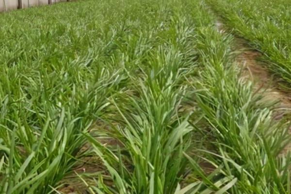 韭菜不出苗怎么办,首先要调节温度