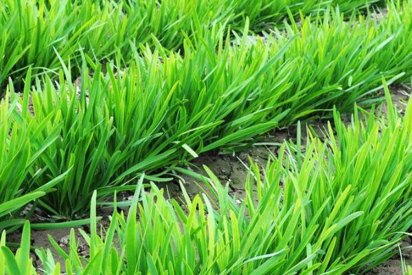 韭菜不出苗怎么办,首先要调节温度