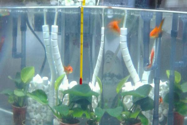 鱼缸带过滤隔多长时间换一次水,可以每隔两周换一次