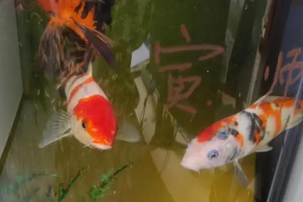 鱼缸带过滤隔多长时间换一次水,可以每隔两周换一次