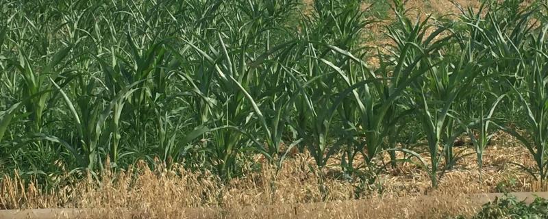 秋玉米的种植时间