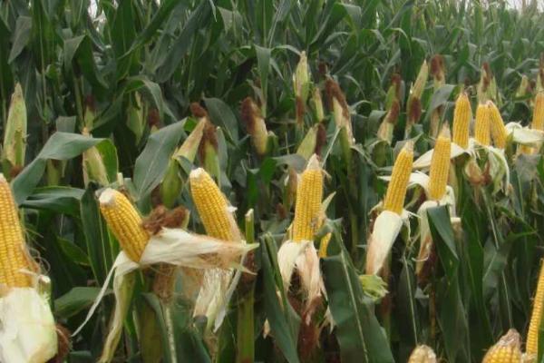 秋玉米的种植时间,主要取决于种植地区