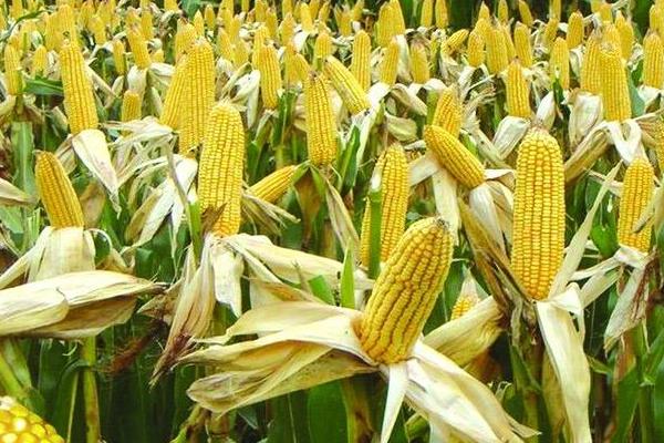 秋玉米的种植时间,主要取决于种植地区
