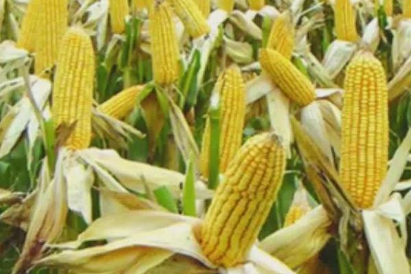 秋玉米的种植时间,主要取决于种植地区