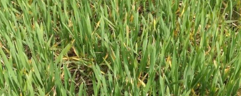 小麦纹枯病怎么防治