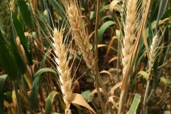 小麦纹枯病怎么防治,播种前可用三唑酮等药物拌种