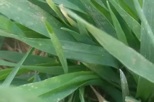 小麦纹枯病怎么防治,播种前可用三唑酮等药物拌种