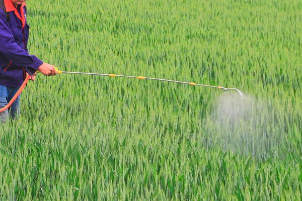 小麦纹枯病怎么防治,播种前可用三唑酮等药物拌种