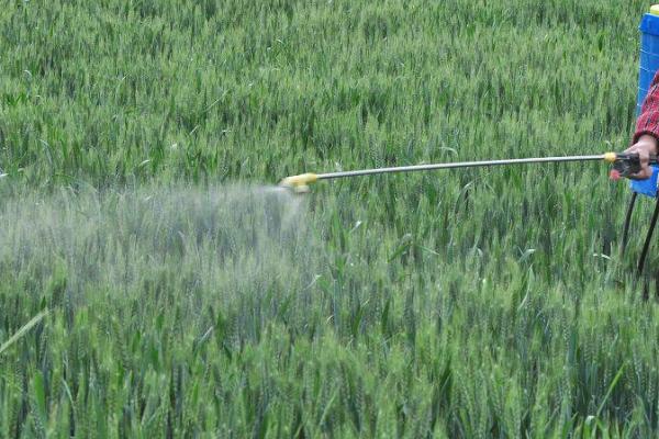 小麦纹枯病怎么防治,播种前可用三唑酮等药物拌种