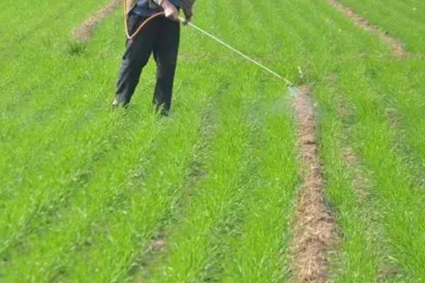 小麦纹枯病怎么防治,播种前可用三唑酮等药物拌种