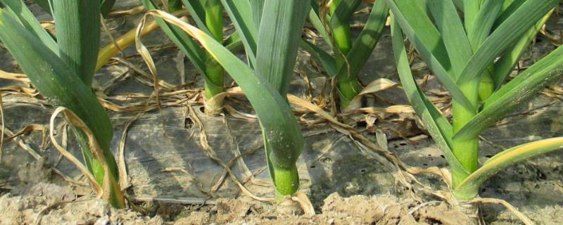 大蒜抽薹期怎么进行水肥管理