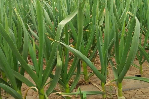 大蒜抽薹期怎么进行水肥管理,可每隔5-7天浇一次水