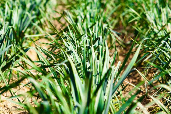 大蒜抽薹期怎么进行水肥管理,可每隔5-7天浇一次水