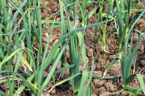 大蒜抽薹期怎么进行水肥管理,可每隔5-7天浇一次水