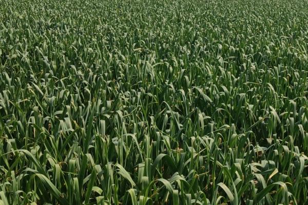 大蒜抽薹期怎么进行水肥管理,可每隔5-7天浇一次水