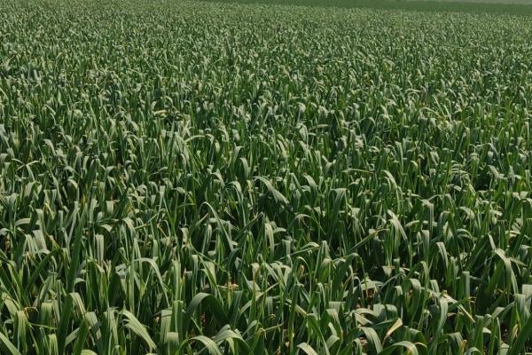 大蒜抽薹期怎么进行水肥管理,可每隔5-7天浇一次水