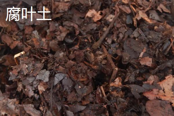 腐叶土和腐殖土的区别,基质、颜色和用处都不同
