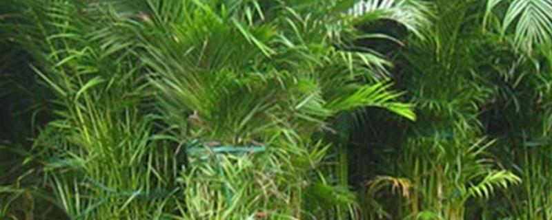 散尾葵的分株方法