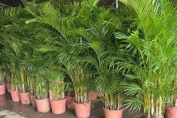 散尾葵的分株方法,挖出母株并掰开、剪除老根后重新栽植