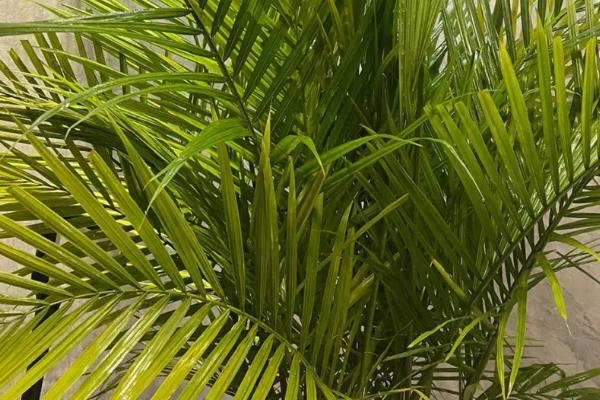 散尾葵的分株方法,挖出母株并掰开、剪除老根后重新栽植