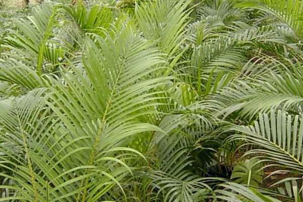 散尾葵的分株方法,挖出母株并掰开、剪除老根后重新栽植