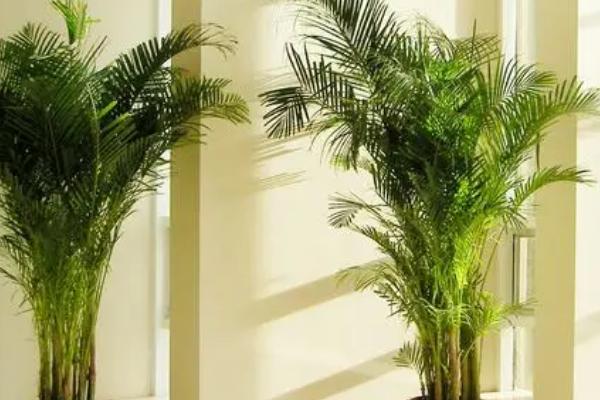 散尾葵的分株方法,挖出母株并掰开、剪除老根后重新栽植