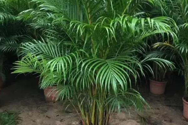 散尾葵的分株方法,挖出母株并掰开、剪除老根后重新栽植