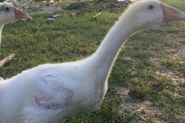 如何控制宠物鹅的排便行为,关键是要定时、定量进行喂食