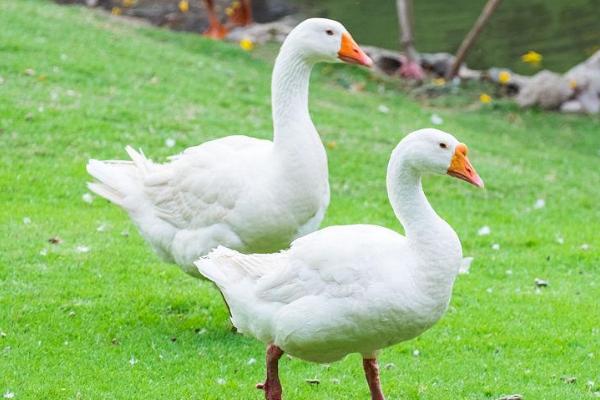 如何控制宠物鹅的排便行为,关键是要定时、定量进行喂食