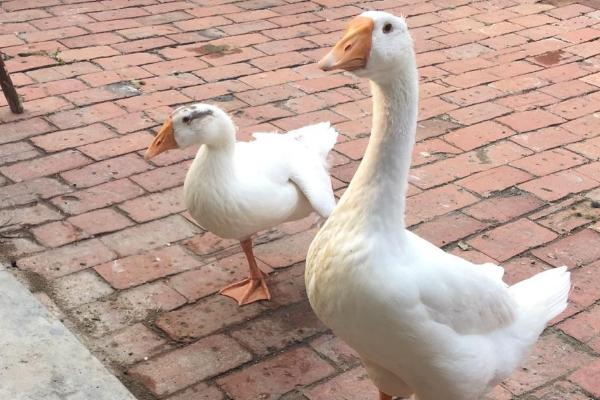 如何控制宠物鹅的排便行为,关键是要定时、定量进行喂食