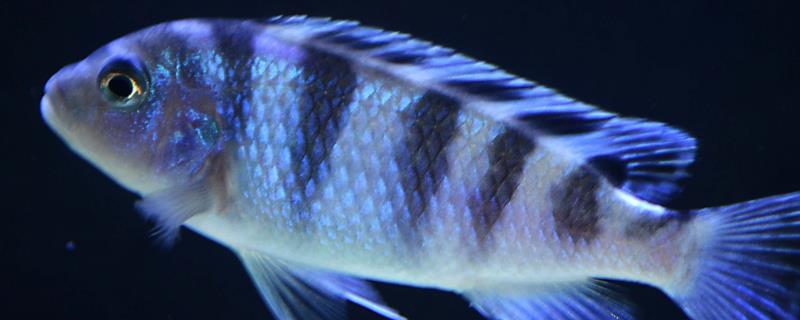 五间半慈鲷好不好养