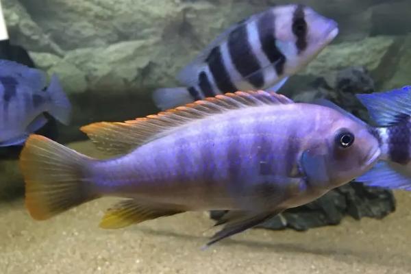 五间半慈鲷好不好养,饲养难度较大