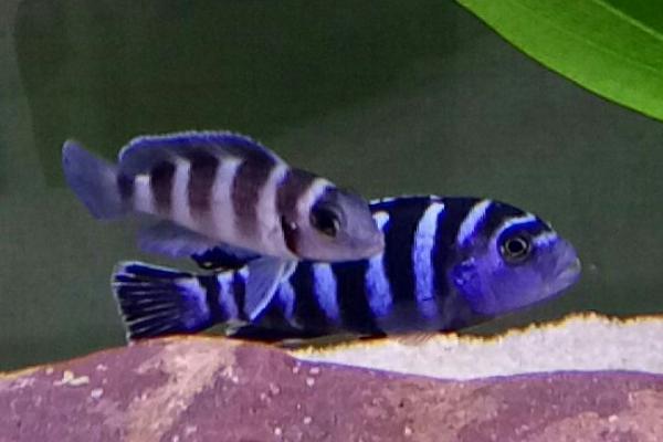 五间半慈鲷好不好养,饲养难度较大