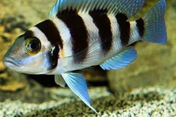 五间半慈鲷好不好养,饲养难度较大