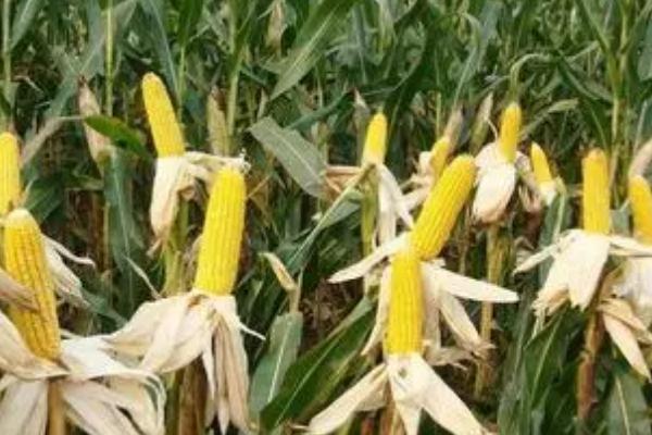 玉米价格预测,2023年的价格可能会有涨幅