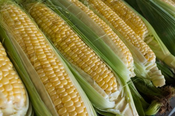 玉米价格预测,2023年的价格可能会有涨幅