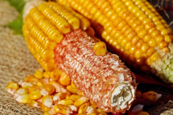 玉米价格预测,2023年的价格可能会有涨幅